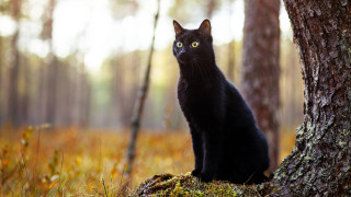 В испанския град Тераса който се намира в близост до