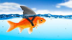 Когато малката златна рибка стане гигант