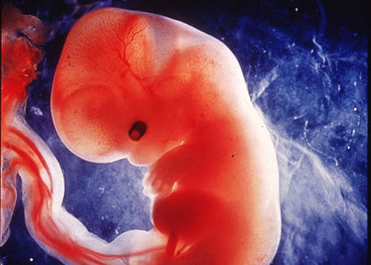 Създадоха ембрион с трима родители