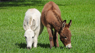 Зоопаркът в Бургас вече няколко години е любимо място на
