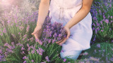 Лавандулата, България, BBC и как страната ни стана водещ производител на лавандулово масло