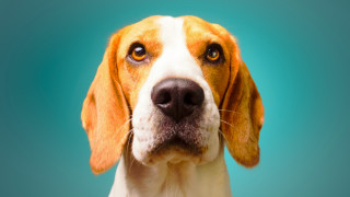 Да дадем име на кучето си не е лесна задача