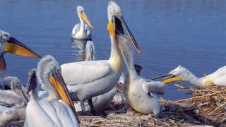 Вече е готова 250 метровата ограда която да пази колонията от