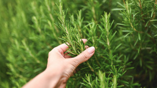 Розмаринът е една от най ароматните билки позната ни основно като