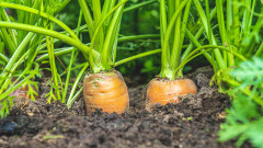 4 зеленчука, които да не купуваме на разсад (плюс едно цвете)