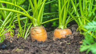 Пролетта е времето когато всеки градинар започва работа навън Макар