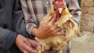 Най-старата кокошка на света е на 22 години