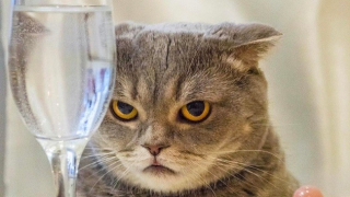 По случай днешния Международен ден на котката британският в Дейли