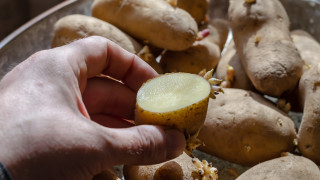 И картофопроизводителите се готвят за протест