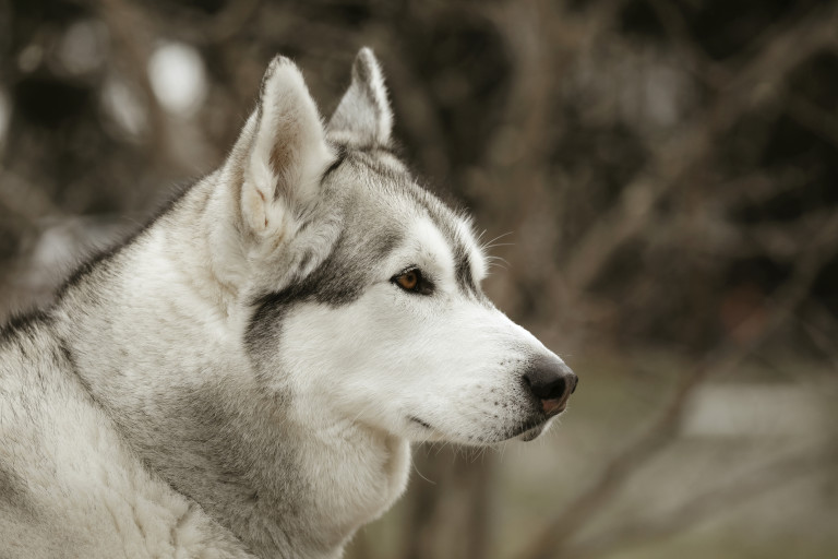 Сибирско хъск