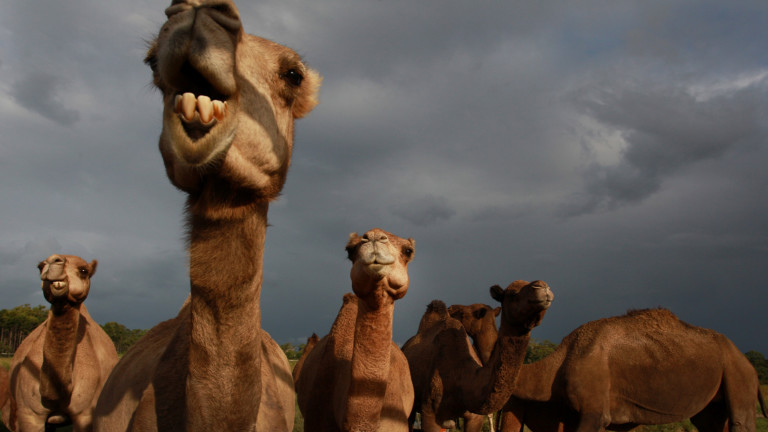 Камилите с ботокс, които ядосаха природозащитниците