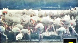 Розово фламинго загнезди за първи в България съобщават от Българското