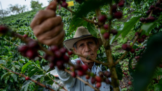 Цената на кафето наскоро достигна най високото си ниво за повече