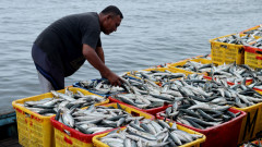 Как се стигна до недостига на риба в Европа