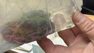 5 екзотични живи корала за открити в багажното отделение в