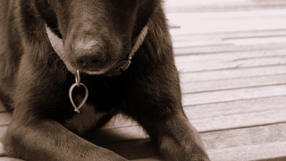 Жестокостта срещу животните ще струва между 500 и 1 000лв.