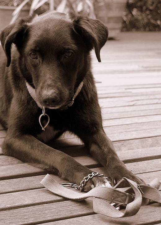 Жестокостта срещу животните ще струва между 500 и 1 000лв.