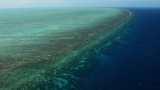 Масов мор на корали в Големия бариерен риф заради климатичните промени