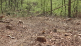  Цигани атакуват с колове горски инспектори 