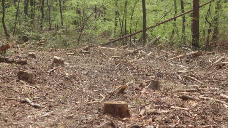 Унищожиха 180 дка борова гора в незаконна сеч над София