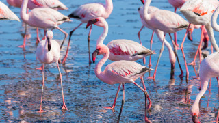 Еколози забелязаха рекорден за България брой розови фламинги в Източните