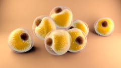 Коронавирусът заразява мастните клетки, сочи проучване