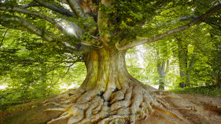 От утре започва международният конкурс Европейско дърво на годината 2020
