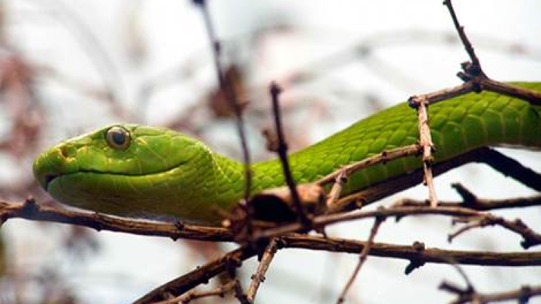 Дивото зове