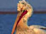 80 двойки пеликани гнездят в "Сребърна"