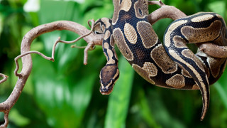 Едва ли спорът полезно и здравословно ли е да консумираме