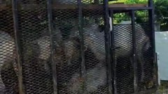 Пресякоха нелегален транспорт на кози в Пловдивско