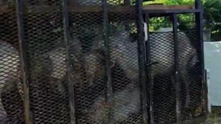 Пресякоха нерегламентиран транспорт на дребни преживни животни в Пловдивска област Около