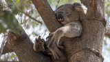 Австралия ще пази коалите с милиони долари 