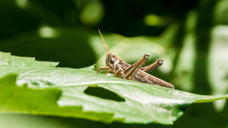 Различни площи в област Кърджали ще бъдат авиационно третирани срещу