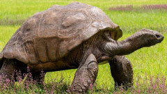 Как се забавлява една 190-годишна костенурка