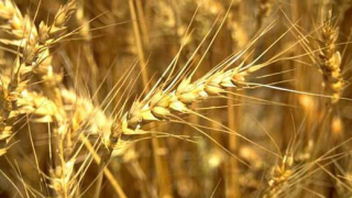 Изнесли сме близо 600 хил. т. пшеница за последните два месеца