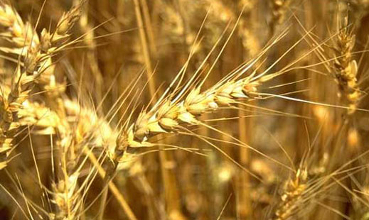 30% по-нисък добив на пшеница чакаме заради сушата
