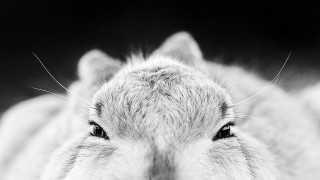 В почти всяка европейска държава има общество или асоциация на фотографите