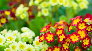 Днес ще бъде предимно слънчево След обяд от запад облачността