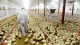 Умъртвяват 12 хиляди кокошки заради инфлуенца