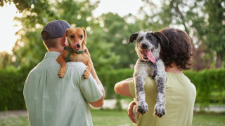 Кои кучета са най-емоционални и имат проблемно поведение