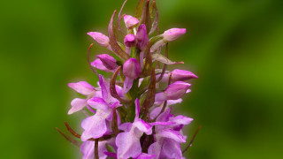 Обява за обществено обсъждане на план за опазване на калописиевия и месесточервения дланокоренници