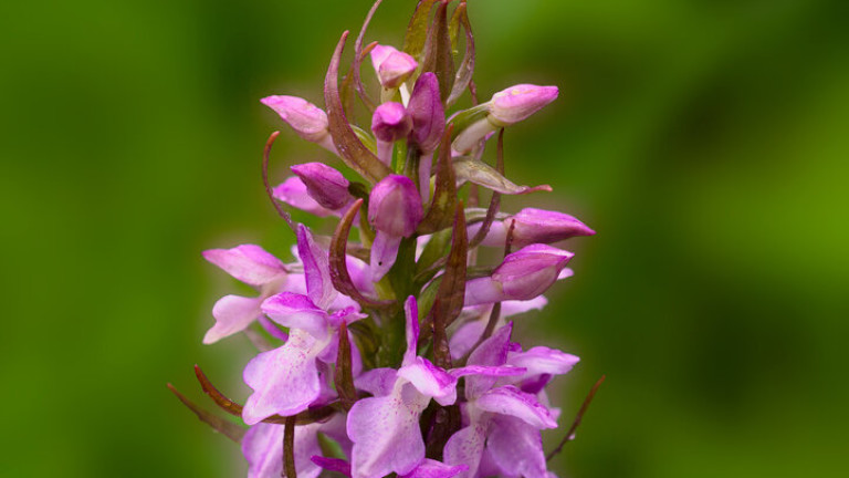 Обява за обществено обсъждане на план за опазване на калописиевия и месесточервения дланокоренници