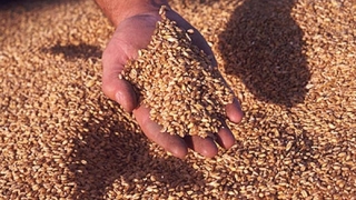 Цените на пшеницата падат на стоковите борси
