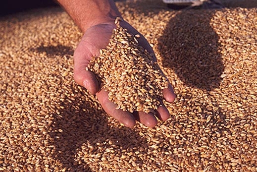 Реколтата от пшеница е 5 млн. тона, запасите скочили с 1,4 млн. т
