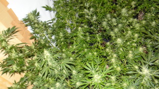 Двама мъже и една жена са задържани за 72 часа