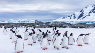 Антарктида - единственият континент без коронавирус
