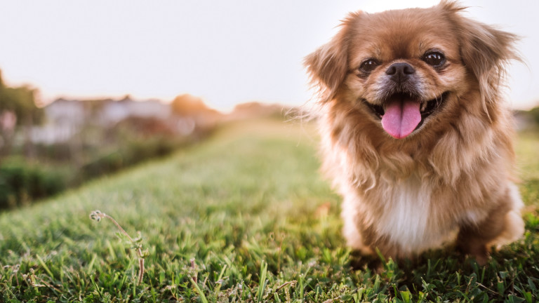 Агресивно куче напада по-малки домашни любимци в кв. "Драгалевци" в София