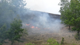 70 дка иглолистни гори изгоряха във Видинско