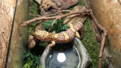 Разселват спасените от контрабанда гекони и тарантули от Минерални бани в други терариуми